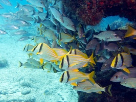 Porkfish and Grunts at Manchones Reef IMG 3091